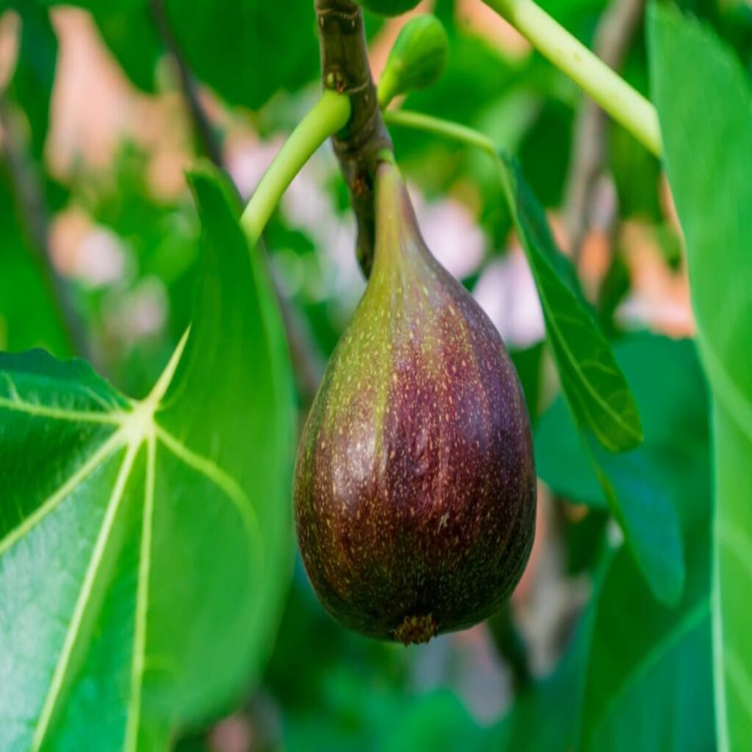 Lush green Bordeaux Fig Tree at harvest season