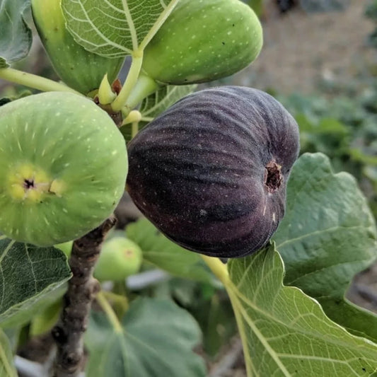 Full shot of Bordeaux Fig Tree with foliage