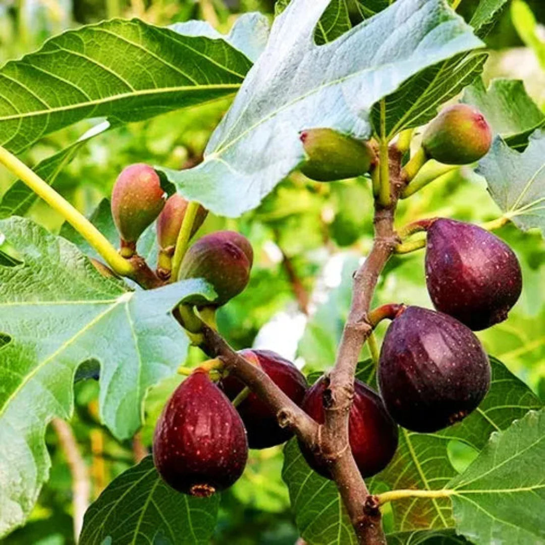 Bordeaux Fig Tree close-up with fruit clusters
