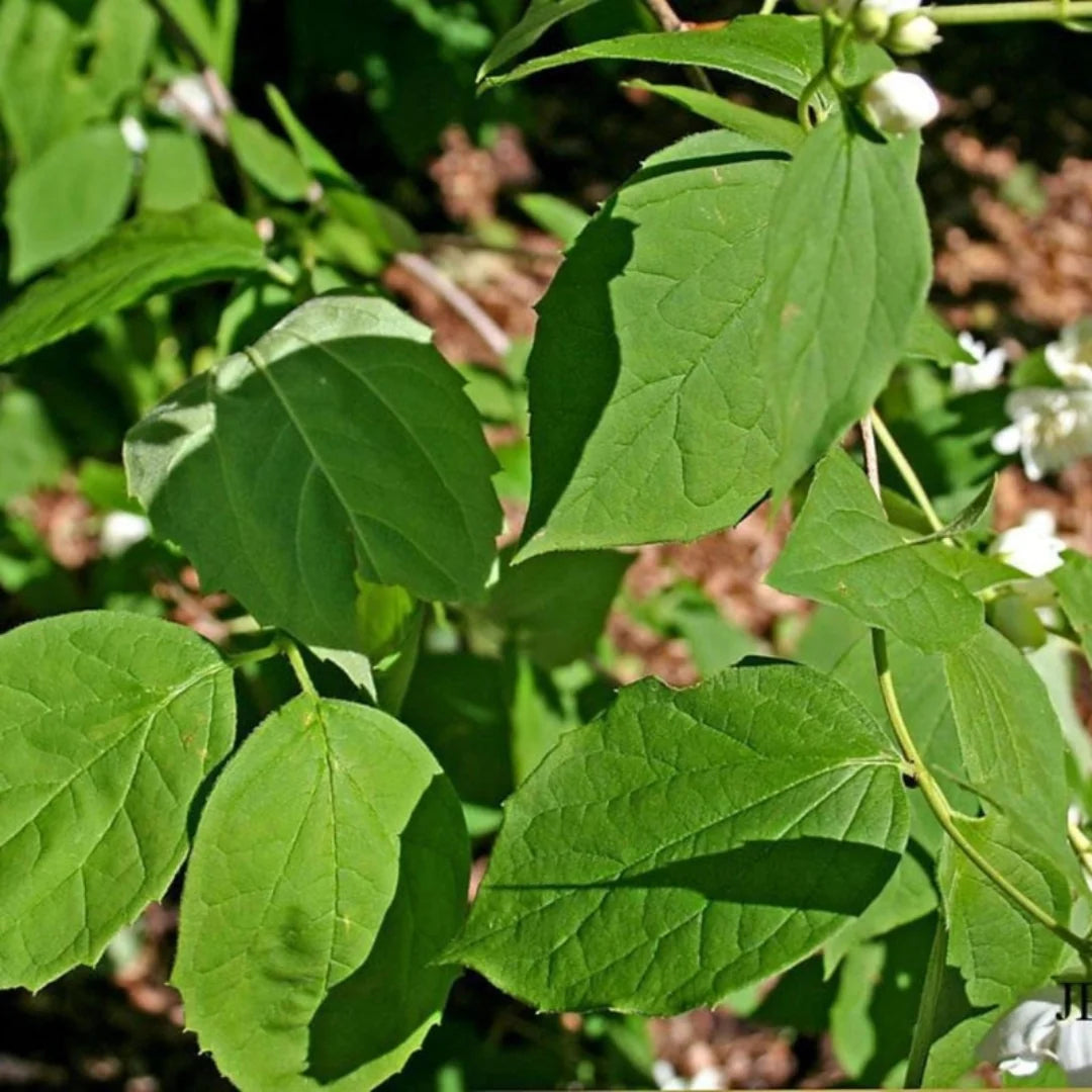 Sweet Mock Orange - Perfect White Blooms