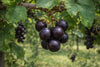 Muscadine Shrubs