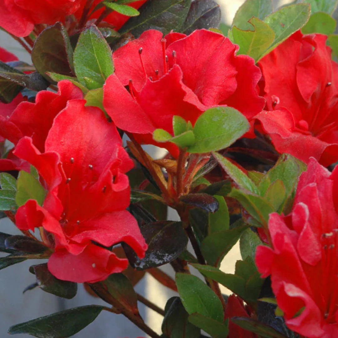 homeandgardensforless.com