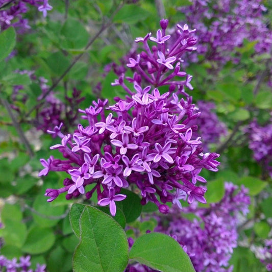Bloomerang Lilac 'Dark Purple' – shrub