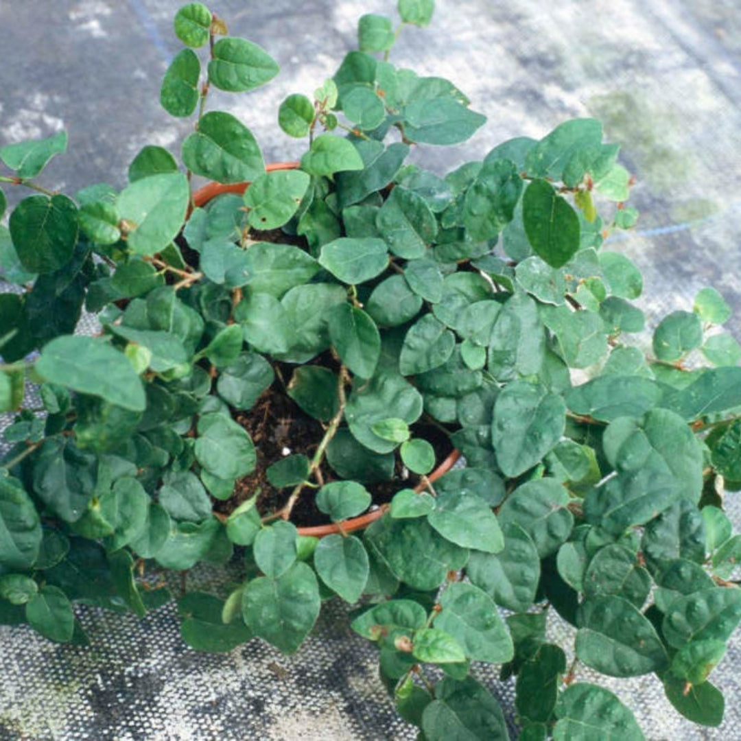 Ficus pumila climbing plant