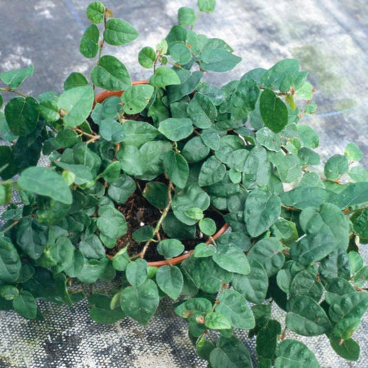 Ficus pumila climbing plant