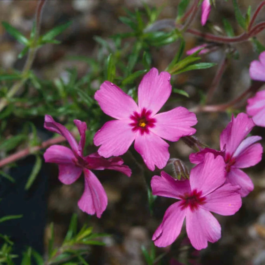 Red Wings Creeping Phlox Subulata – groundcover