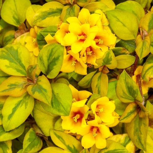 Lysimachia congestiflora ‘Waikiki Sunset’ – flowering perennial