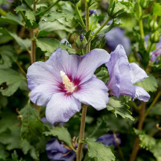 Single Azurri Blue Satin Hibiscus flower highlighted with deep purple throat detail.