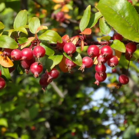Callaway crabapple tree showcasing dense foliage and seasonal flowering in a landscape setting