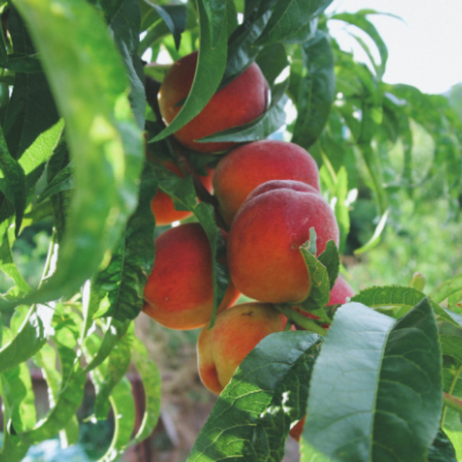 Carored peach variety known for sweet flavor and firm yellow flesh