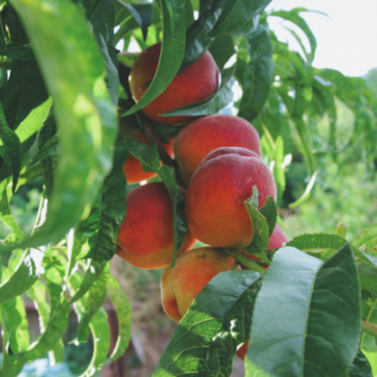 Carored peach variety known for sweet flavor and firm yellow flesh