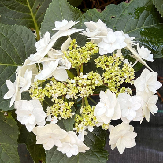 Garden centerpiece with Hydrangea Wedding Gown