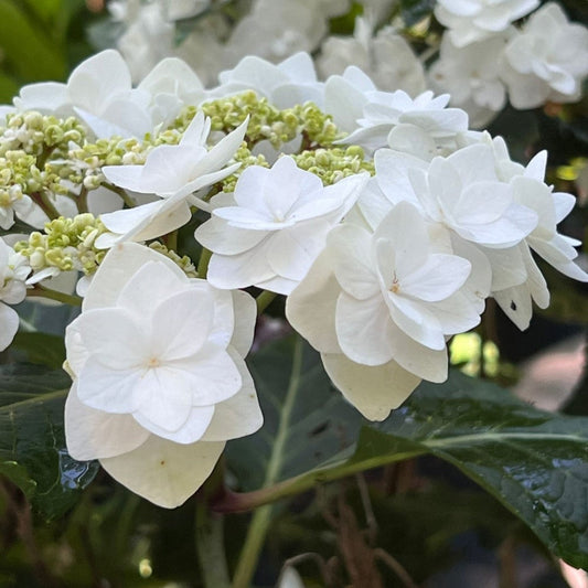 Wedding Gown Hydrangea shrub with fresh white flowers