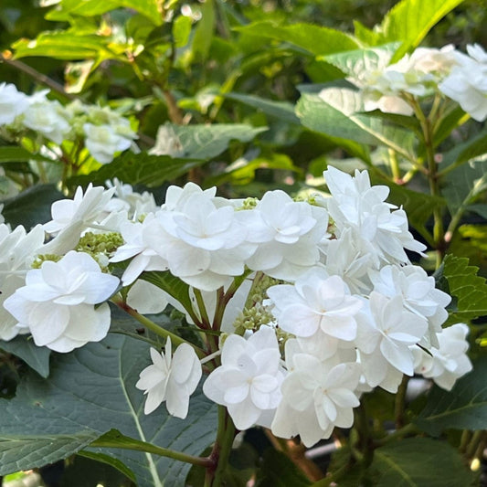 Hydrangea Wedding Gown shrub in full white bloom