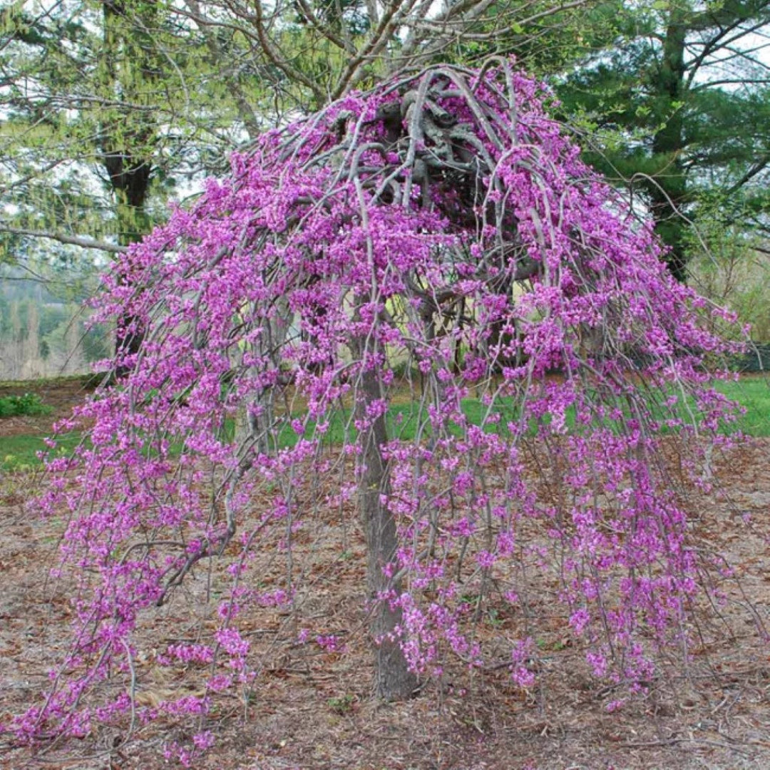 Close-up of Ruby Falls Weeping Redbud tree with arching branches and rich reddish-purple leaves