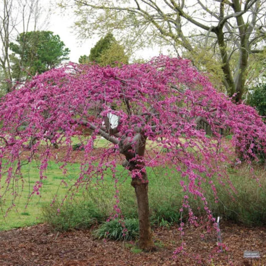 Dwarf weeping redbud tree with arching branches and vibrant flowers