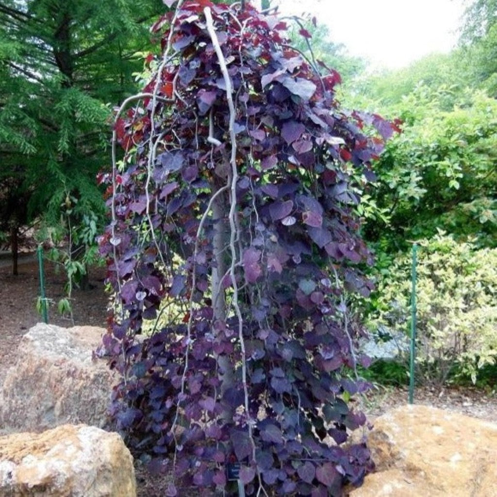 lavender twist redbud tree for sale Lavender Twist Redbud for Sale – Weeping