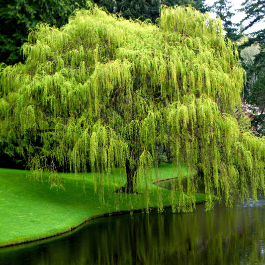 Corkscrew Willow Tree – Curly Willow | Twisted Branches | Fast Growing | Zones 4–8 live plant for landscaping and home gardens