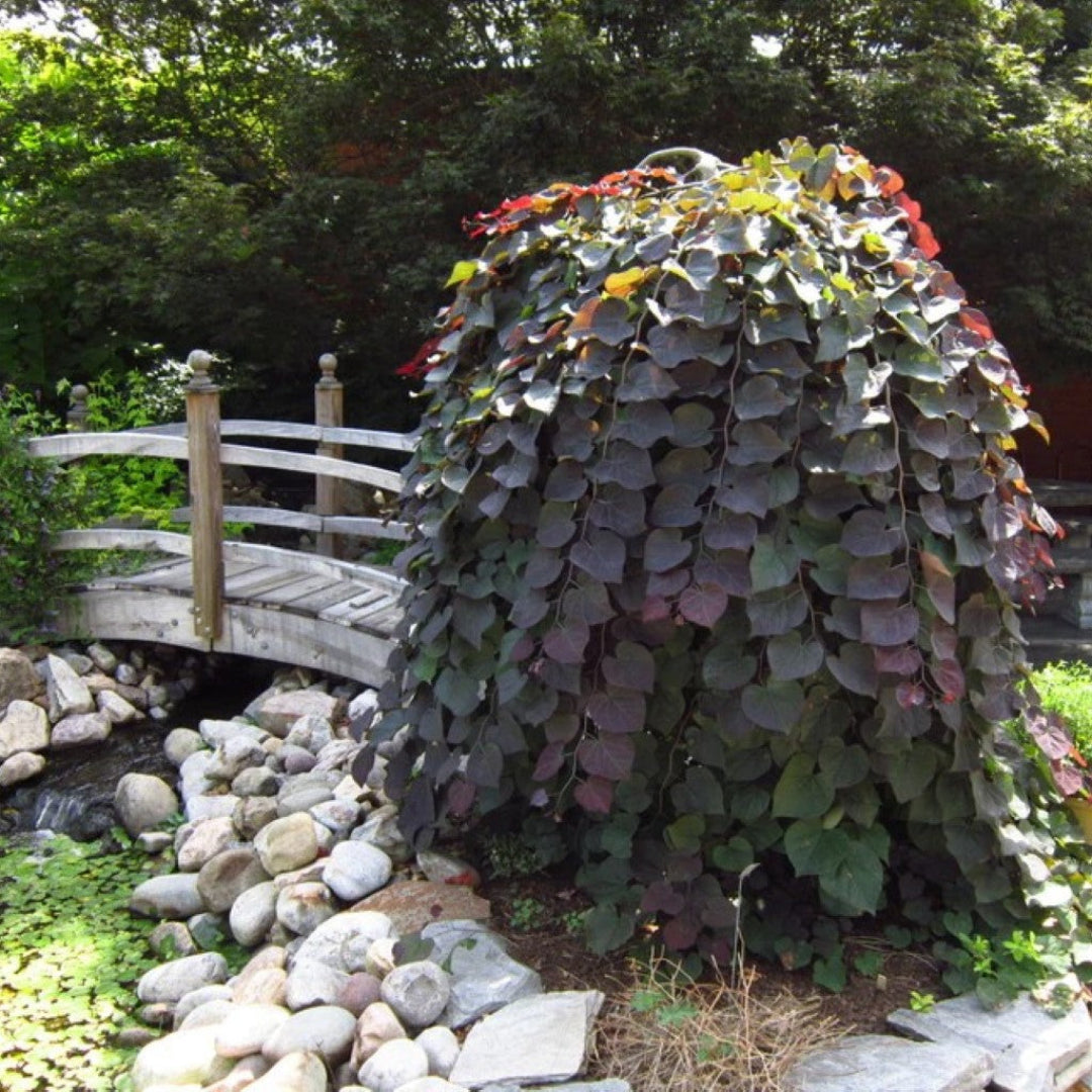 Ruby Falls Weeping Redbud tree showing cascading branches and deep purple foliage in a garden setting