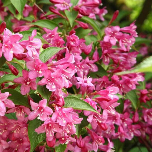 Golden Weigela – shrub