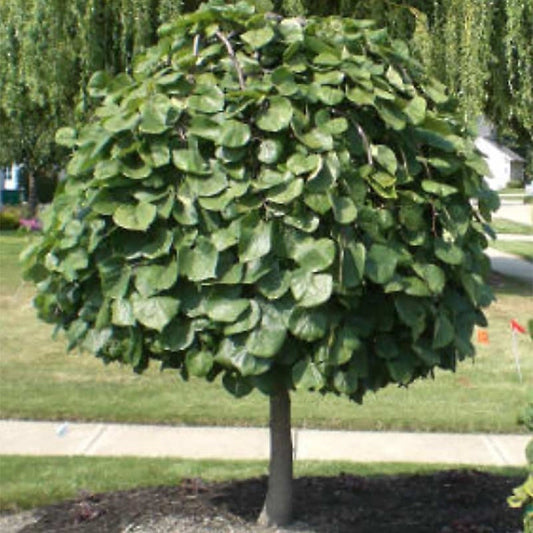 Compact weeping redbud tree ideal for small gardens