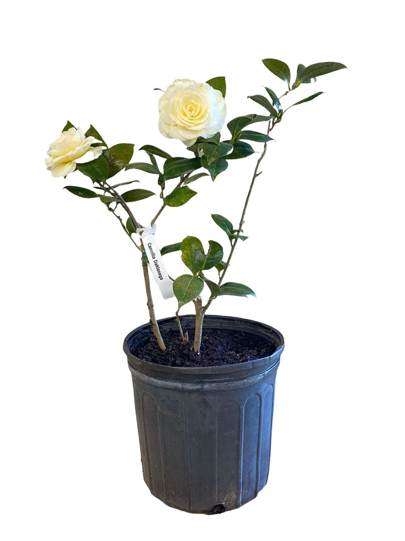 Camellia Jury's Yellow Camellia Flower Plant | Vibrant Camellia Jury's Yellow blooms, exotic addition to gardens, boasting radiant yellow flowers, enhancing landscapes with their striking beauty.