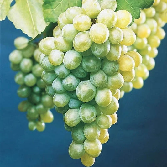 Bare-root Himrod Seedless Grape starter vine prepared for home planting