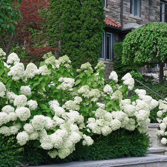 White Wedding Hydrangea tree fully bloomed in spring