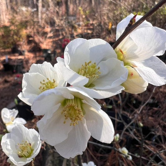 White Flowering Quince Plant