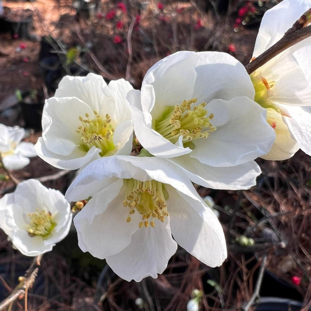 Close up of white flowering quince flowers on ornamental shrub