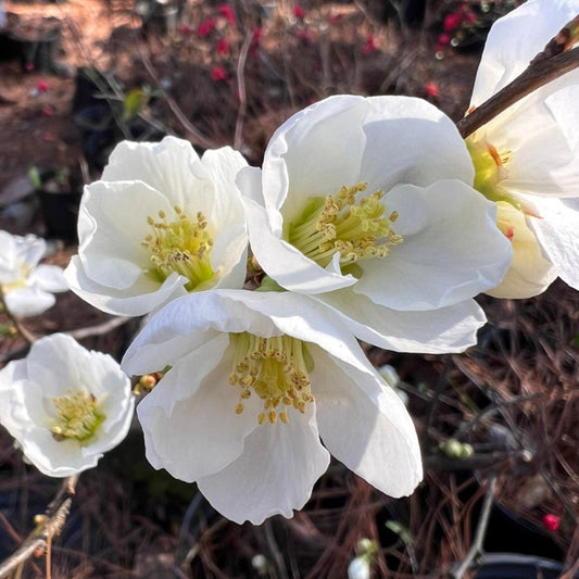 Close up of white flowering quince flowers on ornamental shrub