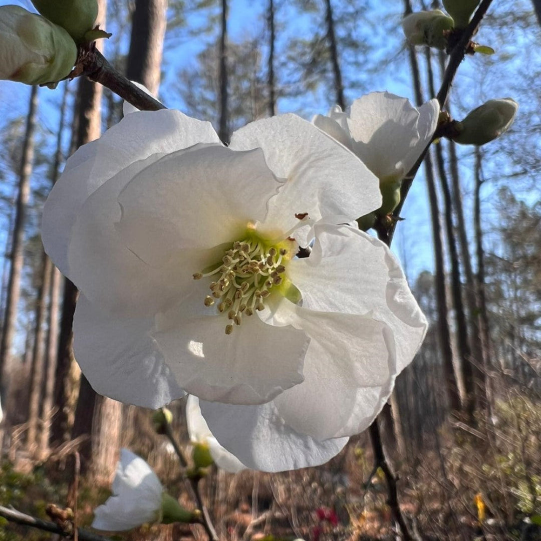 Healthy white flowering quince plant with dense green foliage