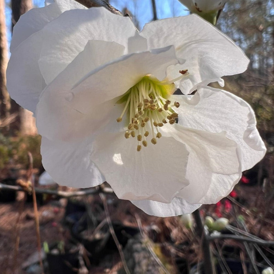 White quince bush blooming outdoors in early spring season