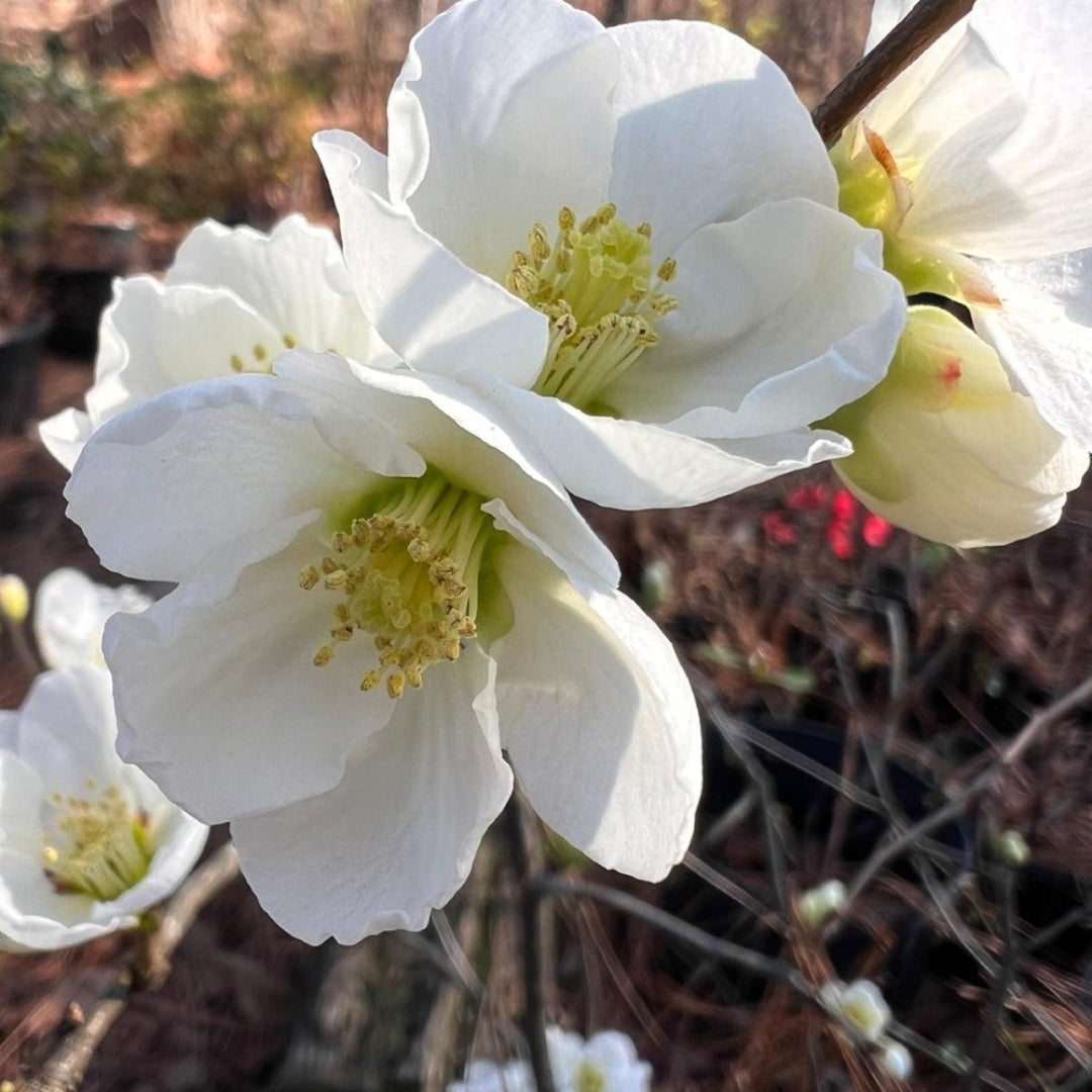 Flowering quince shrub showing white blossoms and natural growth form
