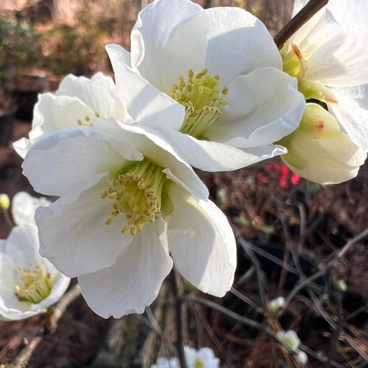 Flowering quince shrub showing white blossoms and natural growth form