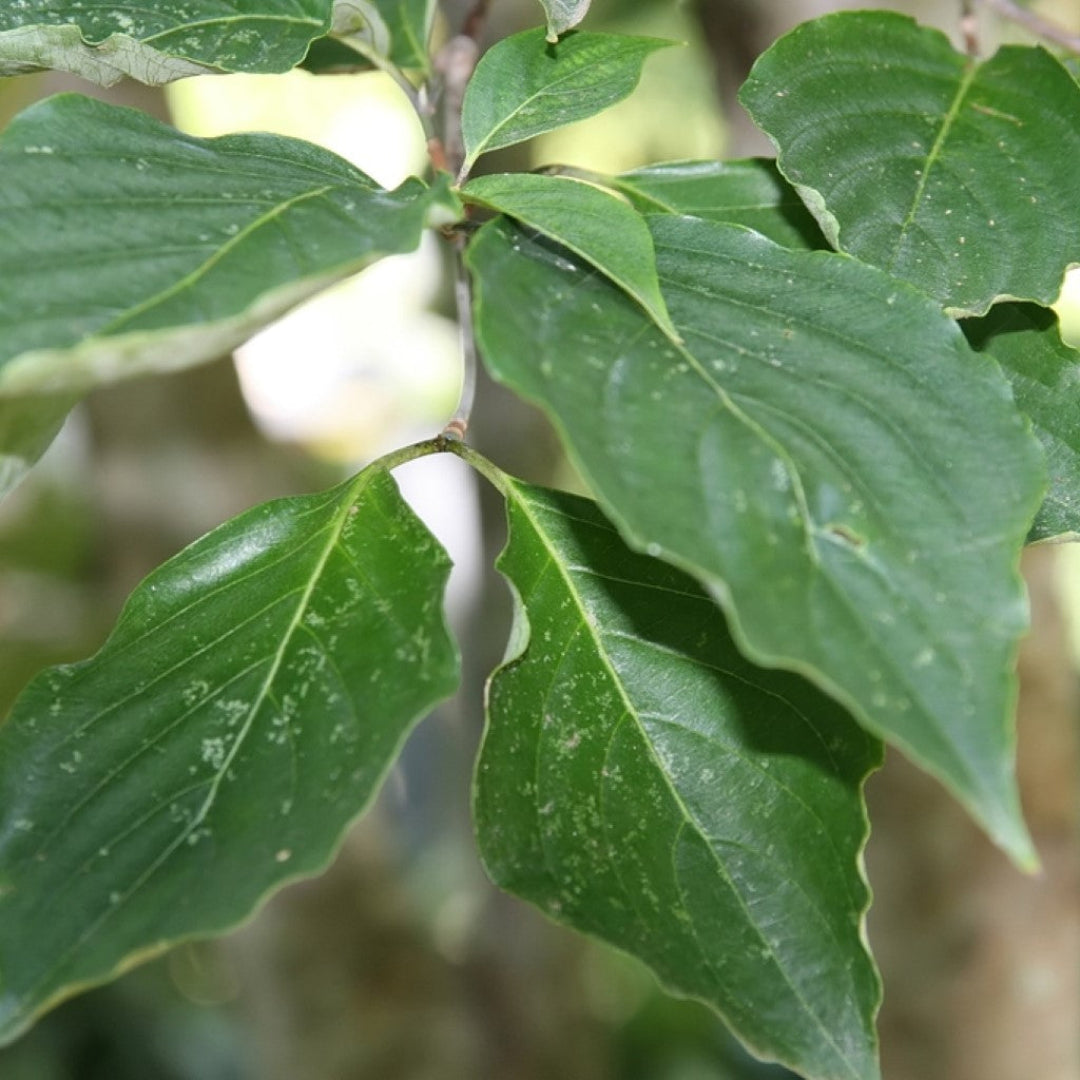 Appalachian Snow Dogwood tree with dense petals