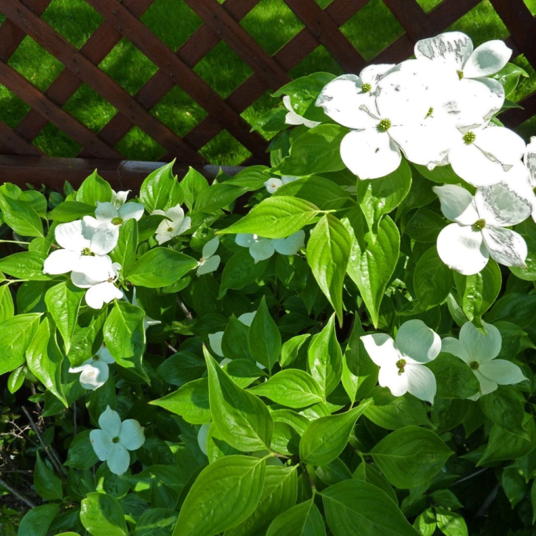 White Beauty Hybrid Dogwood tree in full bloom