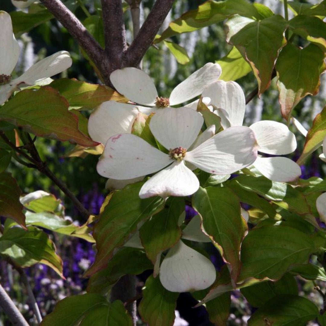 Close-up of White Beauty Dogwood flowers