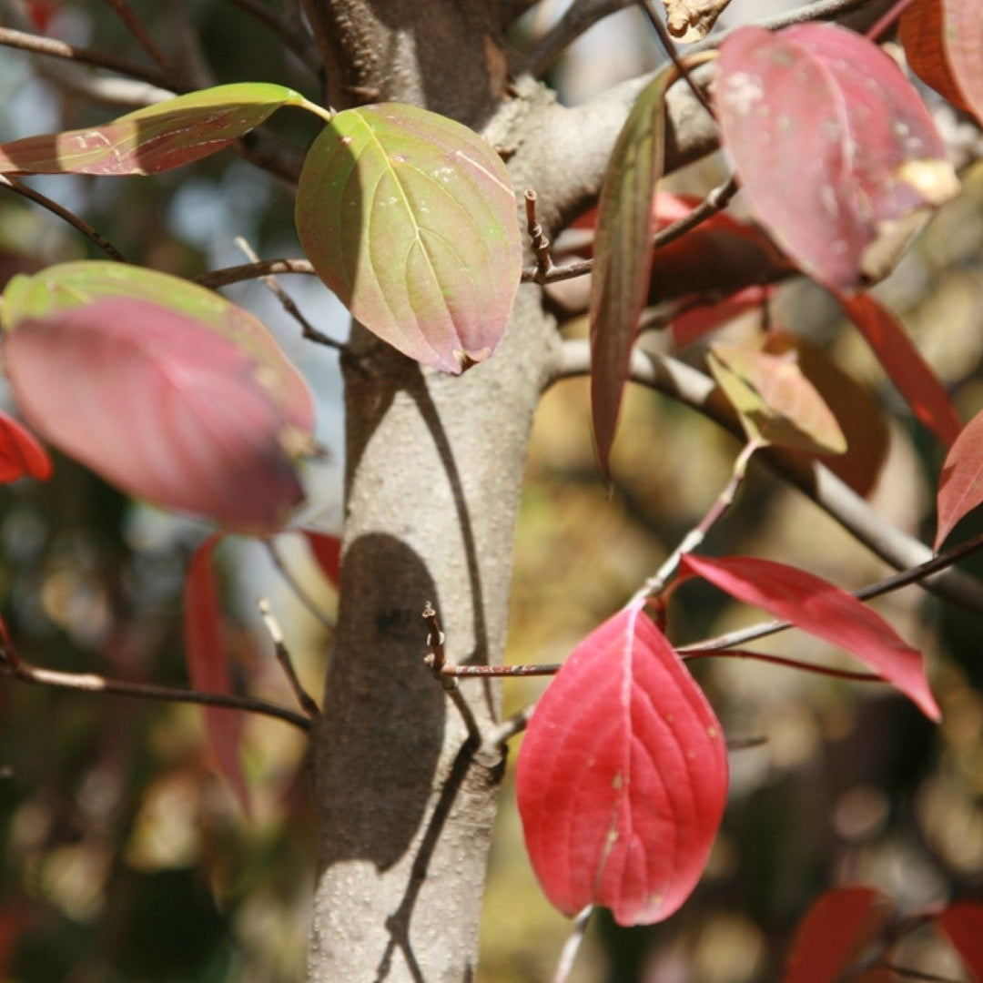 White Hybrid Dogwood tree showing layered blooms