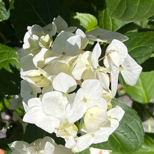 White Hydrangea blooming shrub in garden