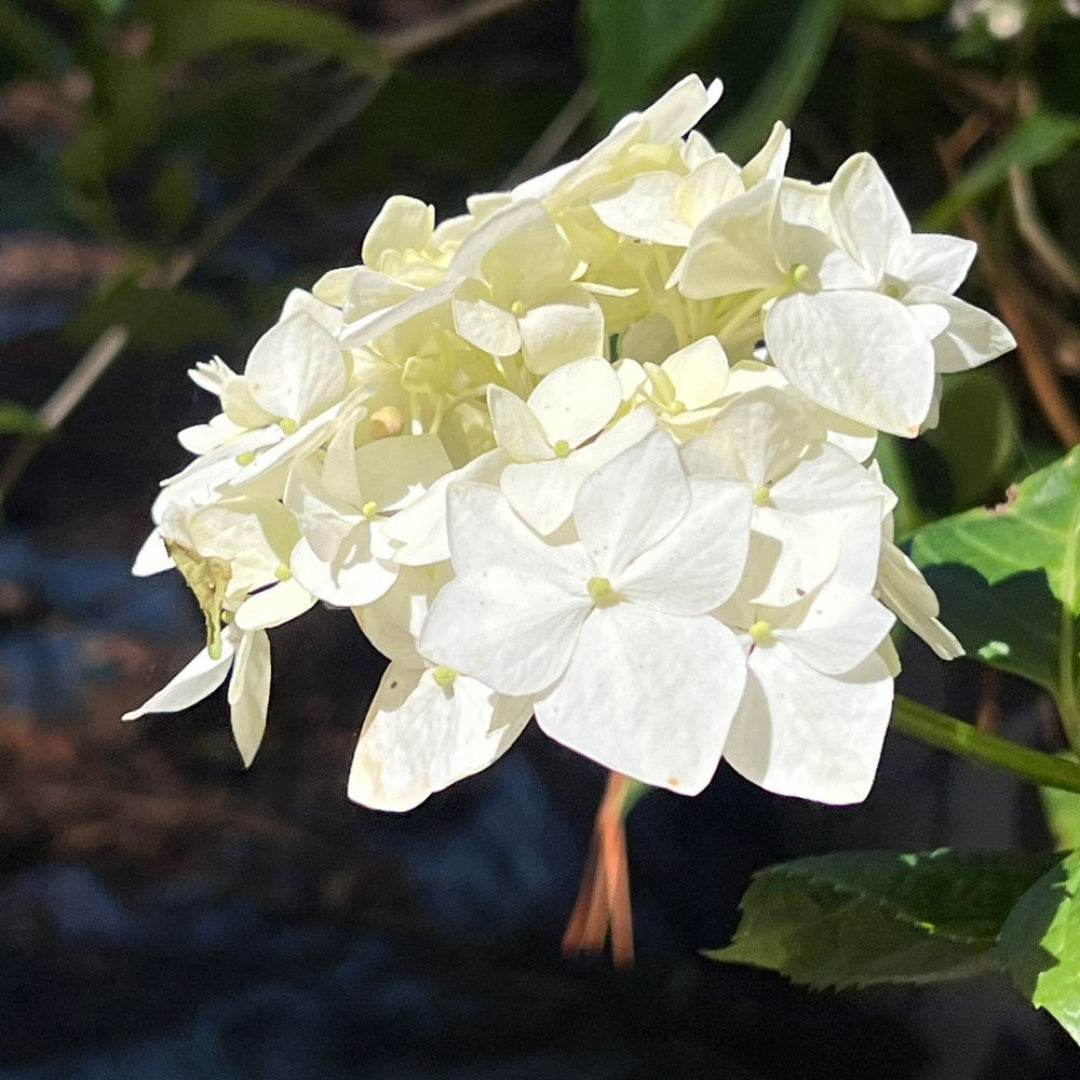Blooming branches full of White Hydrangea flowers