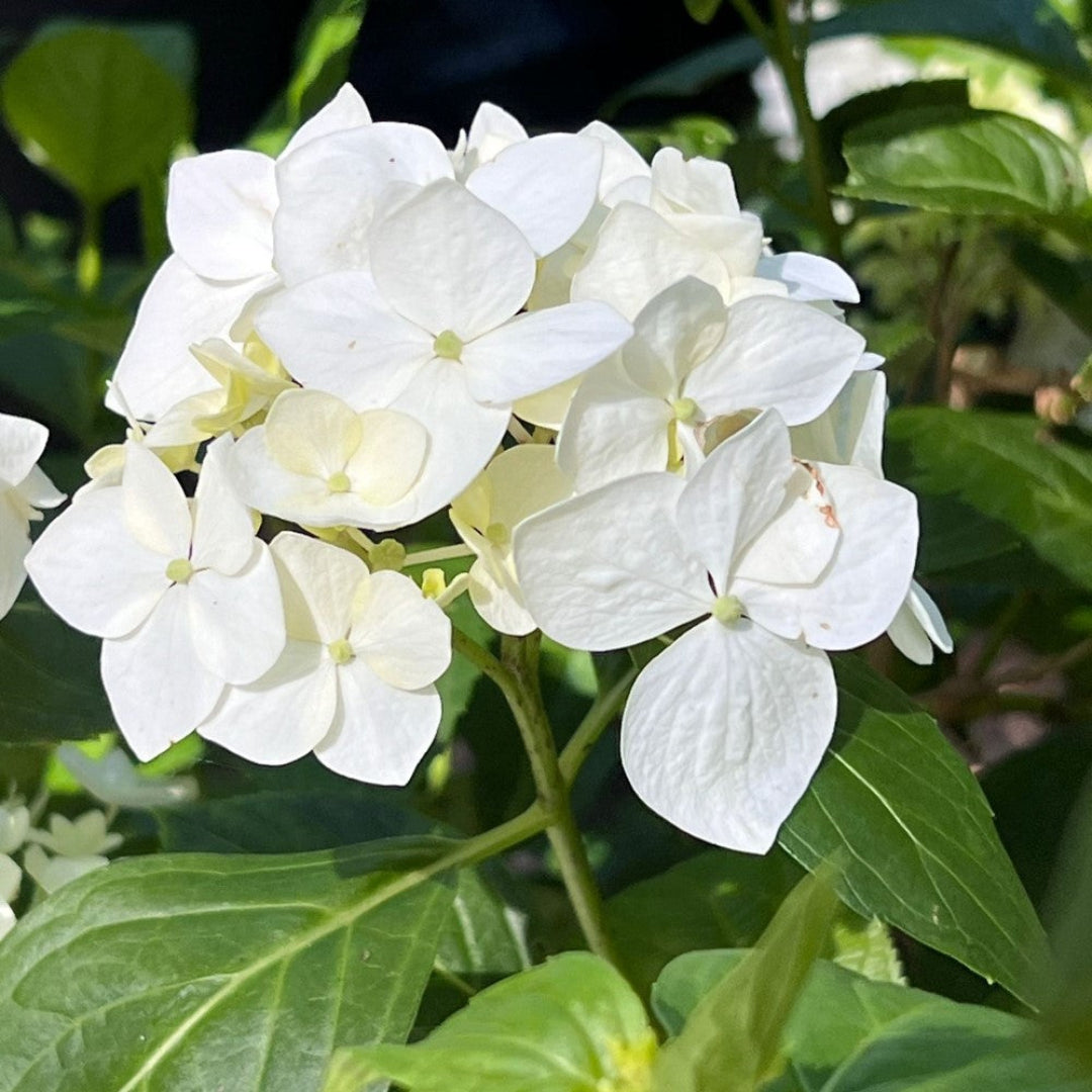 Outdoor shade garden with White Hydrangea blooms