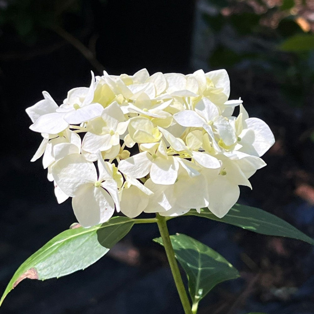 White Hydrangea potted plant for home gardens