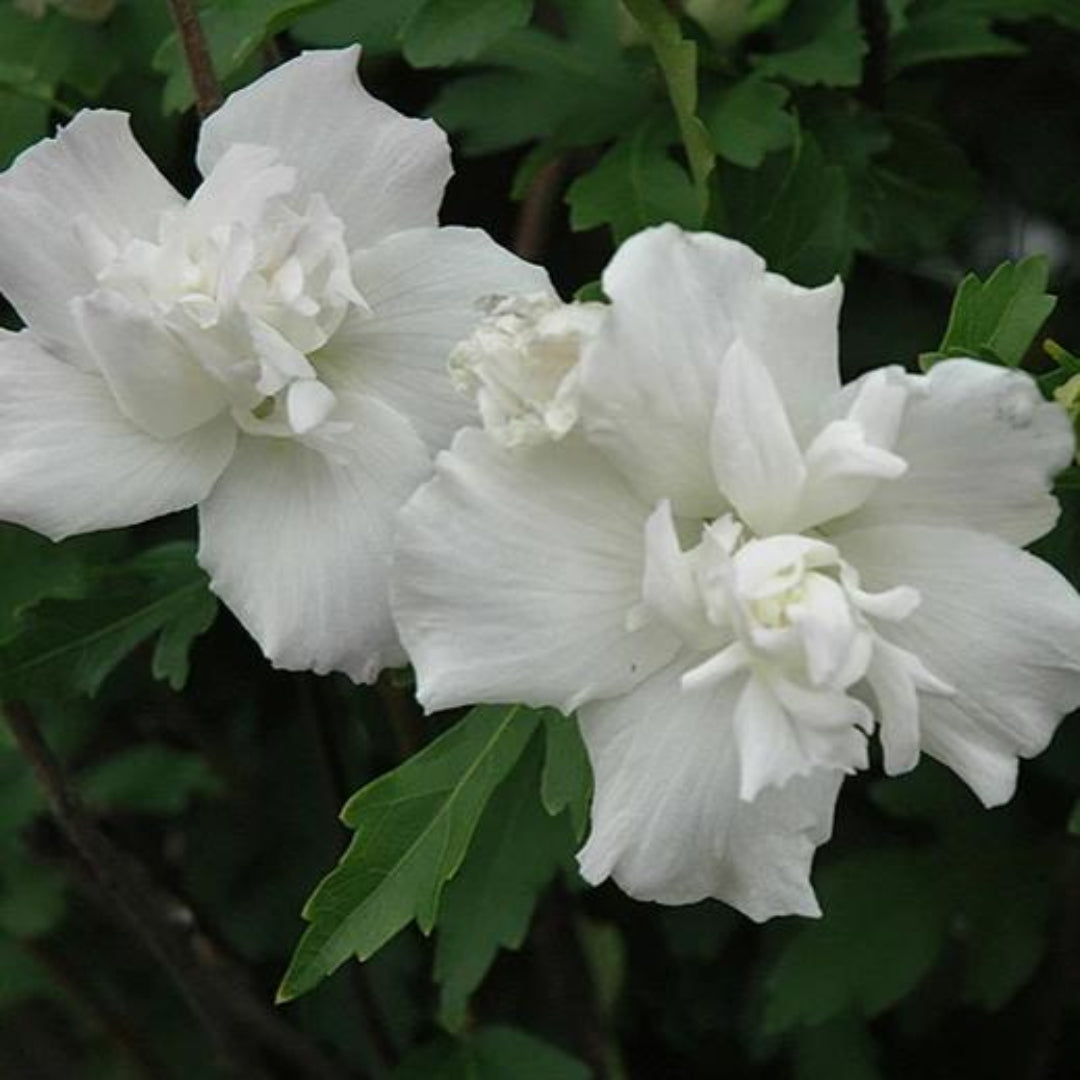 White Althea Rose of Sharon Tree Blooming in Summer