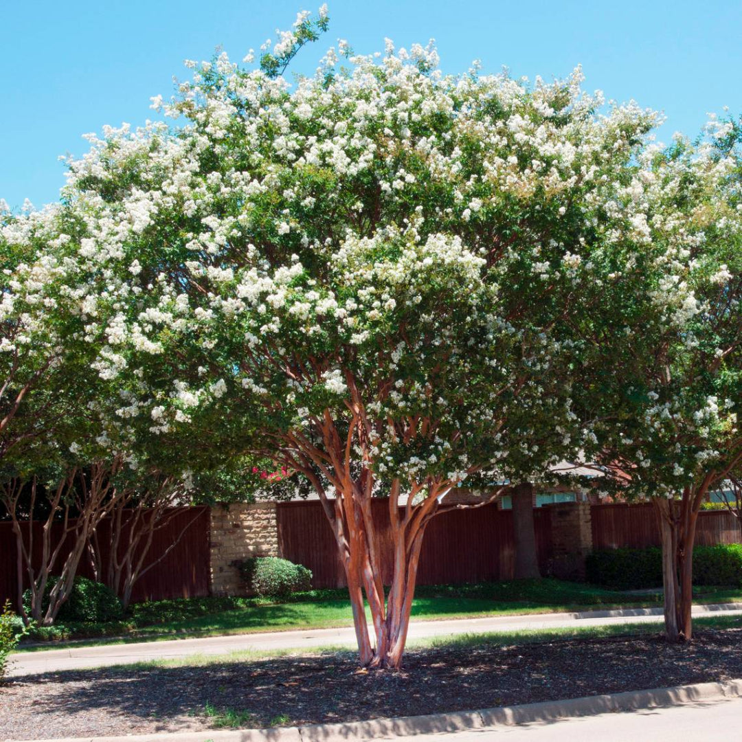 Close-Up of White Natchez Crape Myrtle Blossoms