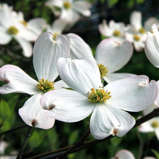 White Dogwood Tree Seedling in burlap wrap