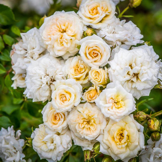 Fresh blossoms open across healthy White Drift Rose plant