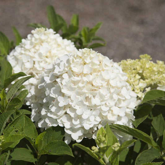 Garden shrubs of White Wedding Hydrangea in bloom
