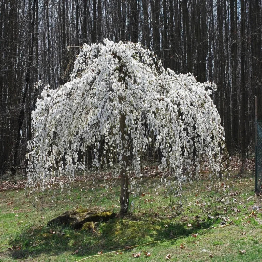 White Weeping Cherry Tree Blossoms Close-Up with Soft White Petals