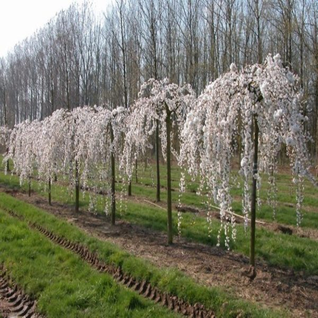 White Weeping Cherry Tree Showing Graceful Arching Branches and Spring Blooms